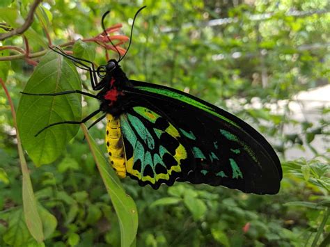 big pictures of butterflies|largest butterfly ever recorded.